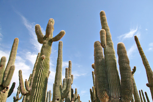 Multiple saguaro cacti reaching up towards a blue sky