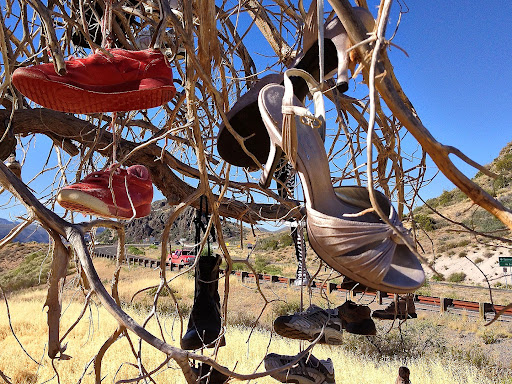Close up of shoes from it's branches of tree near SR 87