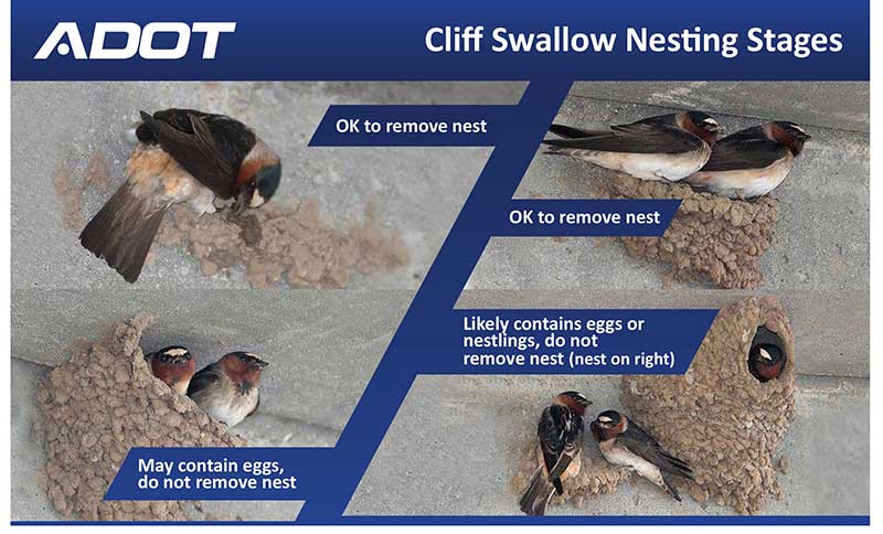 Cliff Swallow Nesting Stages