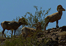 Mountain Goat - Biology