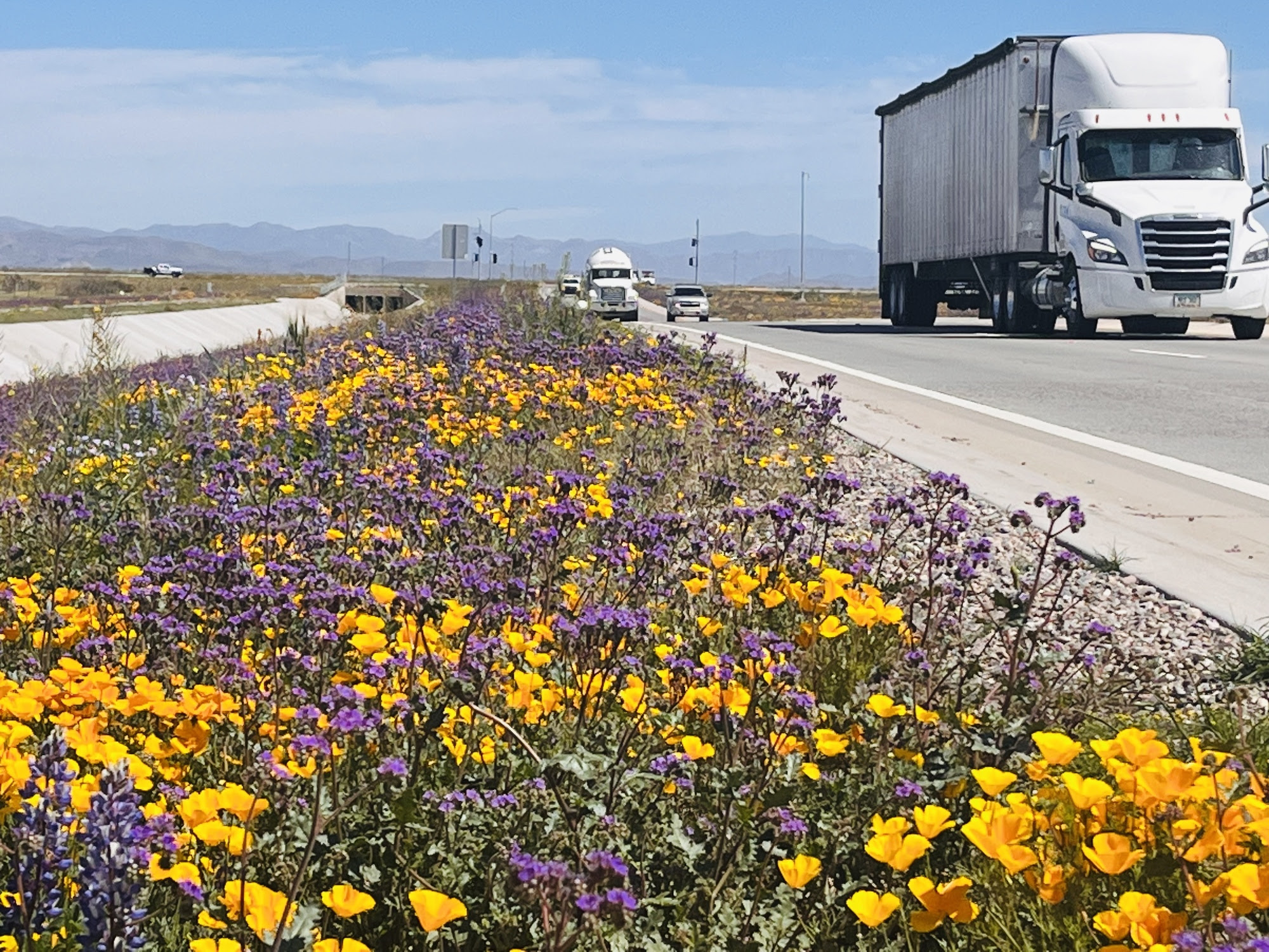 A highway median is awash in flower blooms.