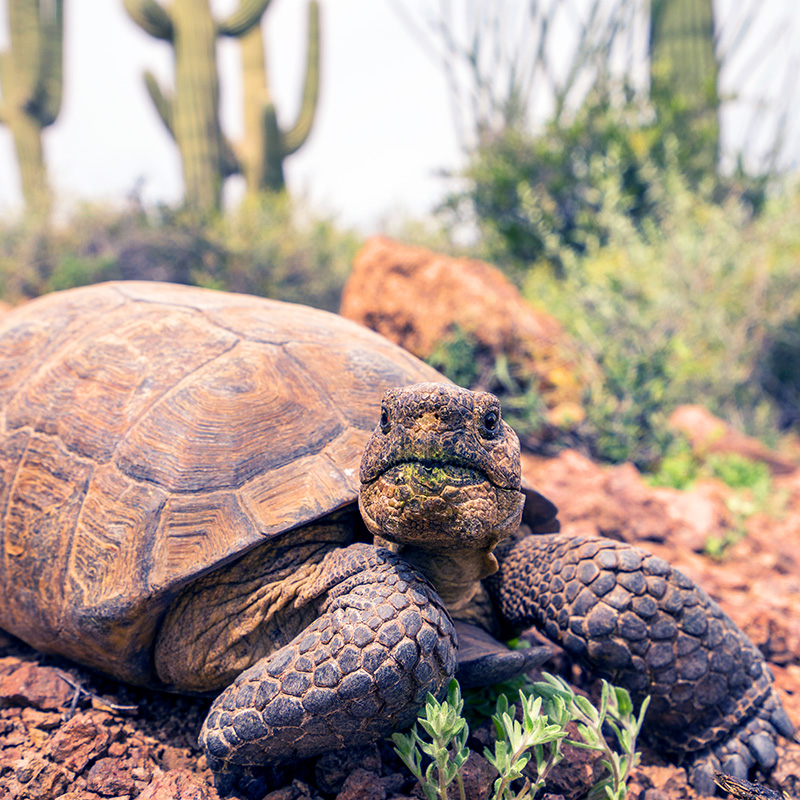 A desert tortoise eats a shrub in the desert. Saguaro cactuses are in the background.