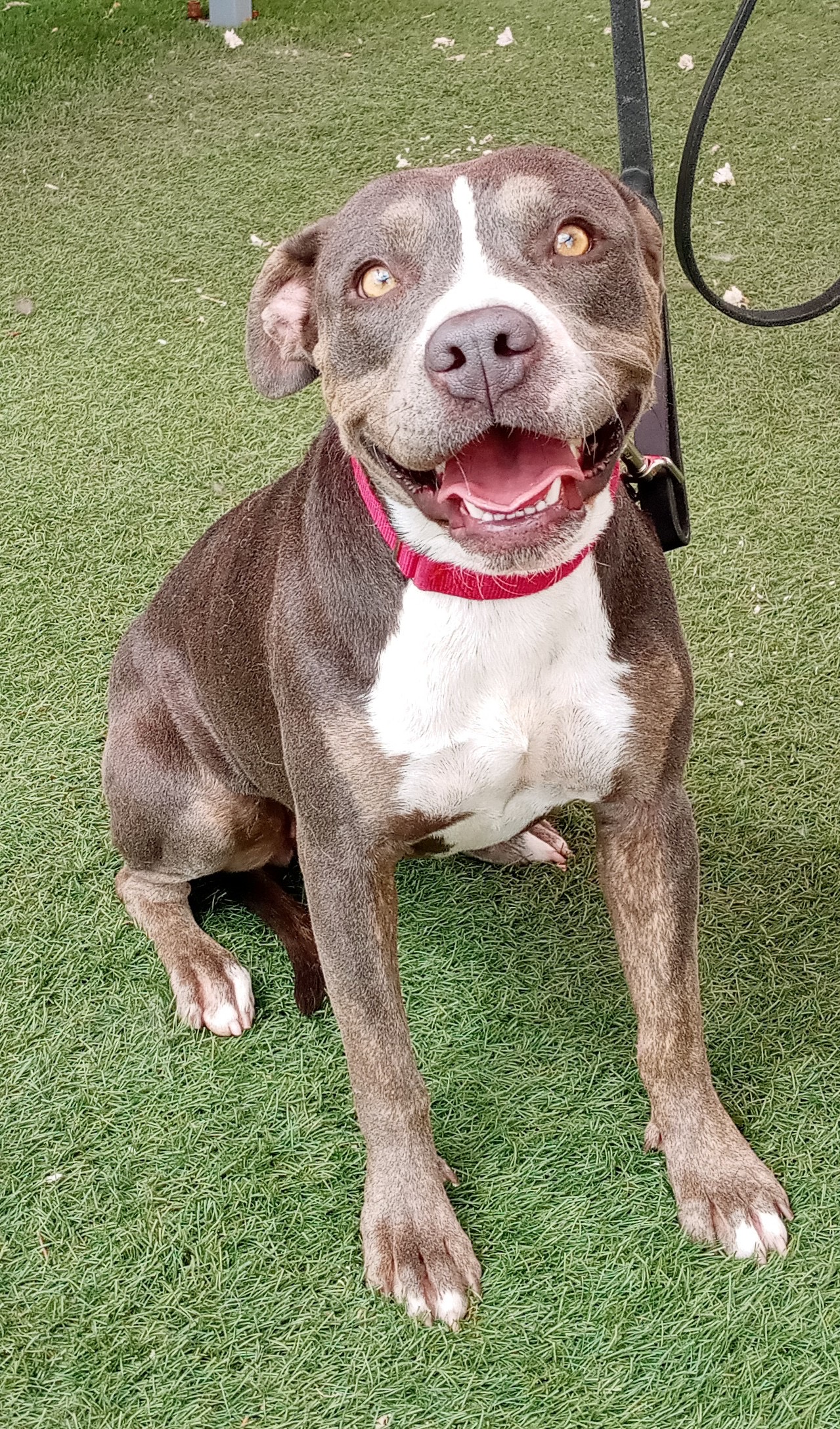 A smiling dog with a red collar sits on the ground.