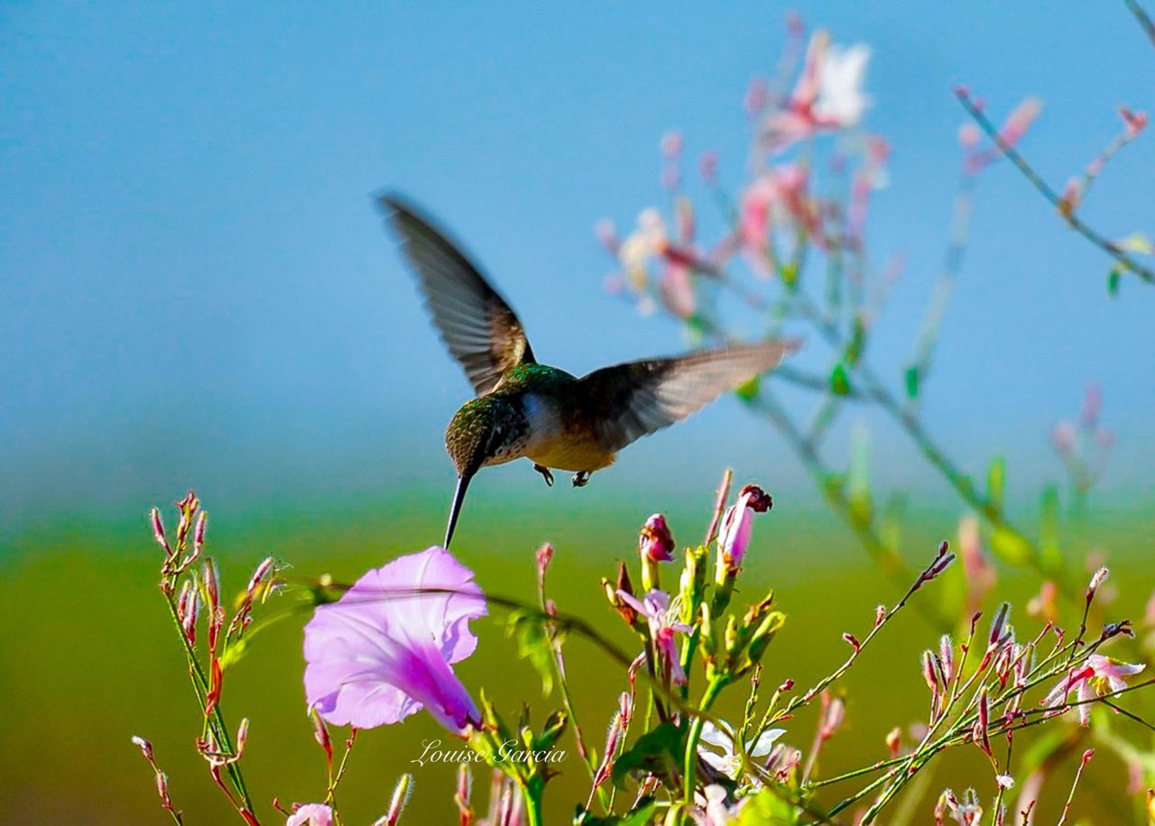 A hummingbird visits a purple flower in a field.