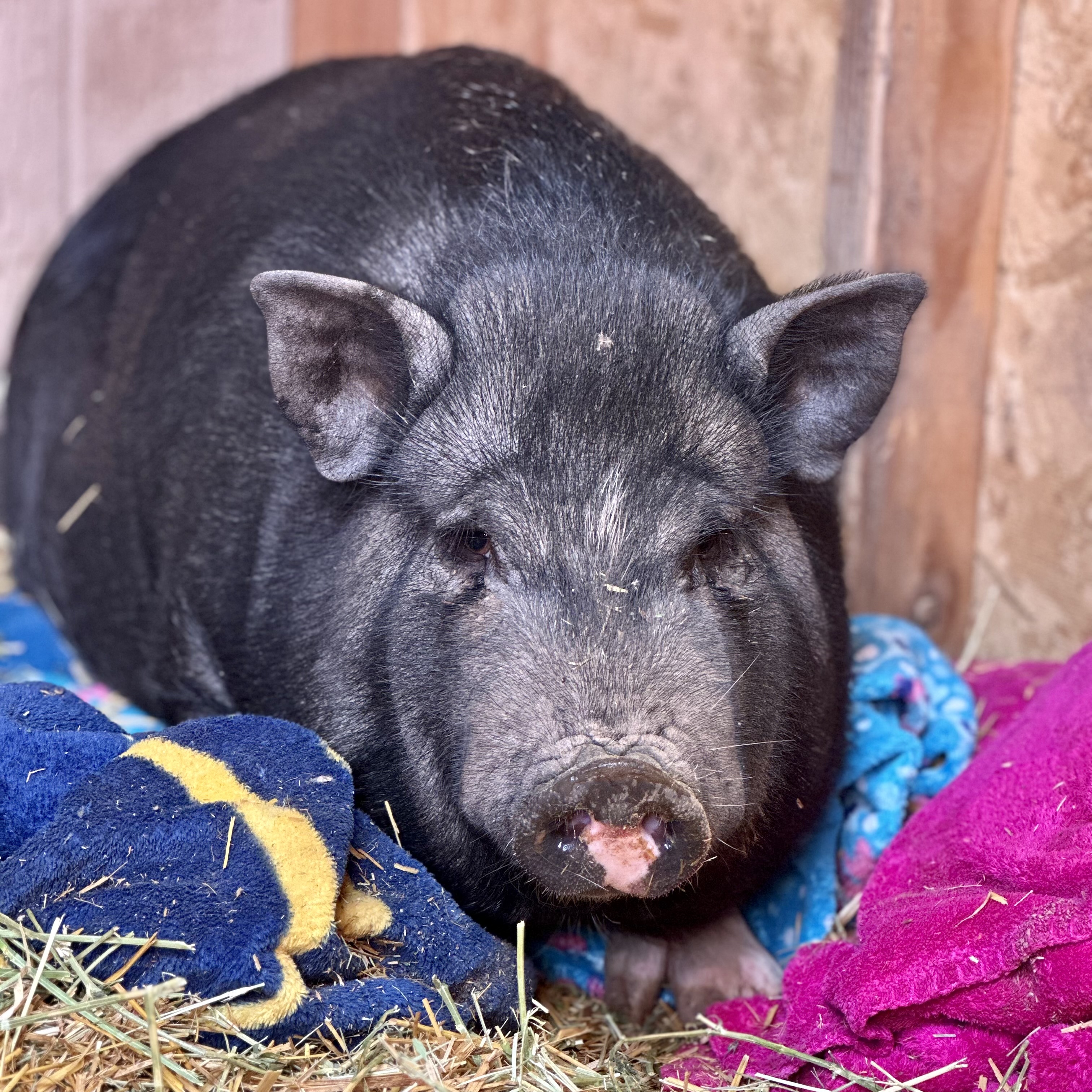 A pig sits contentedly on blankets and straw in a pen.