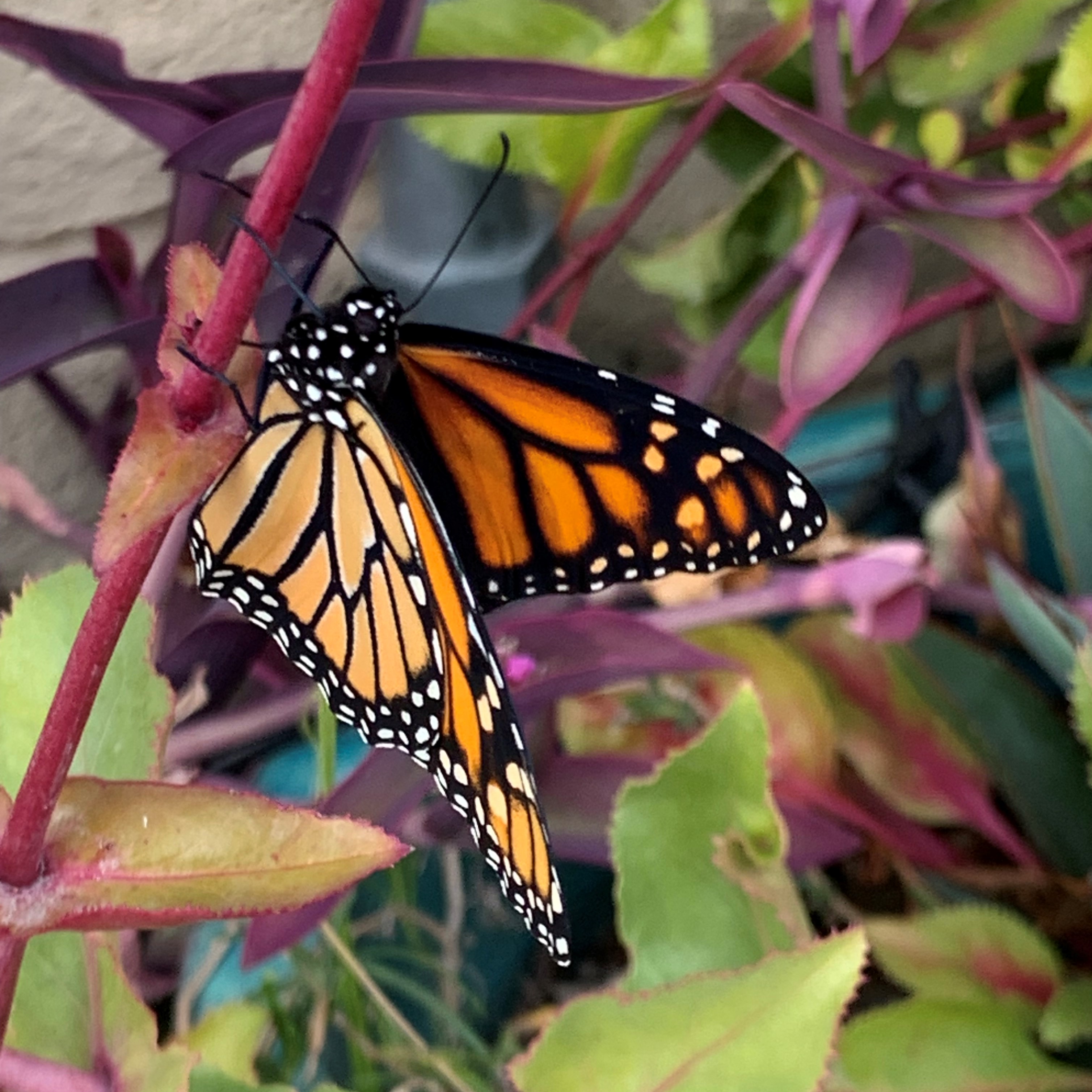A monarch butterfly sits on a plant.