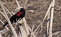 bird