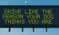 Drive like the person your dog thinks you are