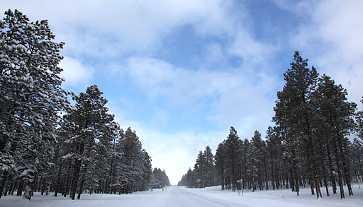 Snowy roadway and trees