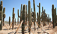 Cactus ready to be replanted