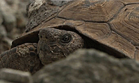 desert tortoise