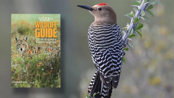 Arizona Wildlife Guide