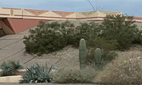 native plants along highway