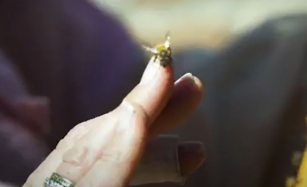 bee