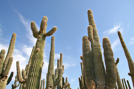 Tall saguaro cacti extend upward toward a blue sky with scattered clouds.