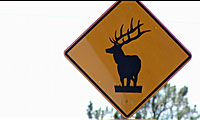 Wildlife Sign