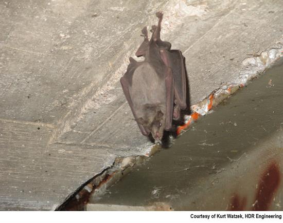 Bat hangs beneath bridge on State Route 92