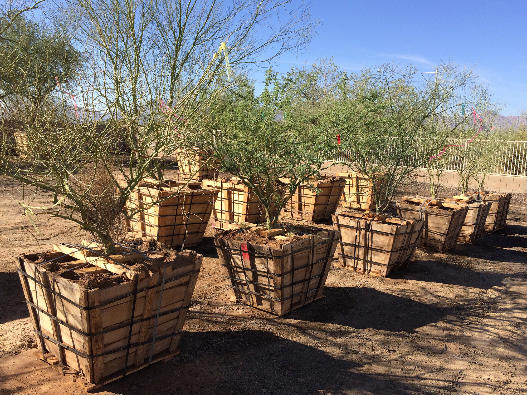 Palo verde trees in containers at plant nursery