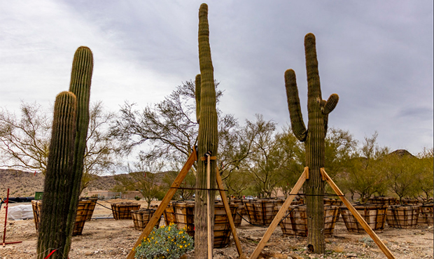 Saguaros being kept in temporary nursery before replanting
