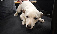 A small white dog lies on a black office chair while being gently petted by a person.
