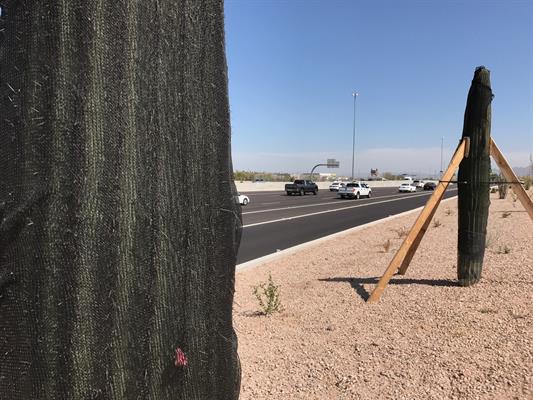 Sun-shielding netting on transplanted saguaros along a freeway