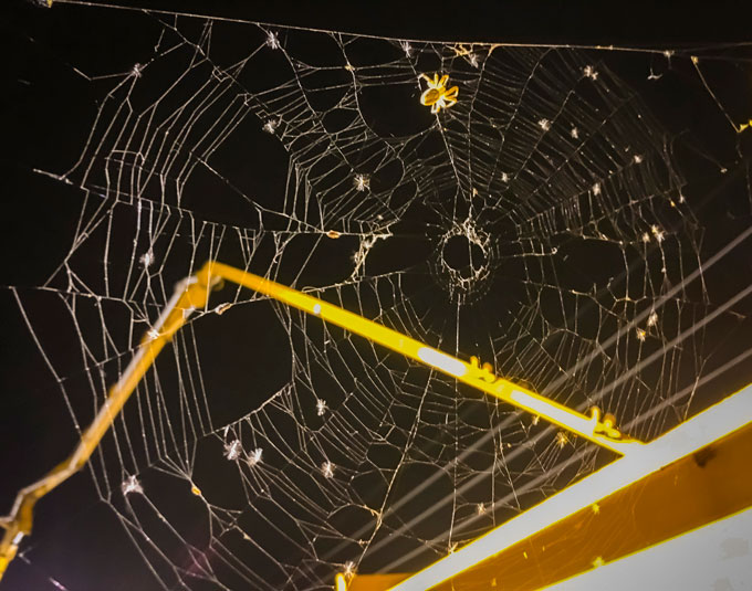 Spider web on interchange construction project