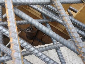 Ringtail cat hiding in rebar at Ina Road project. 