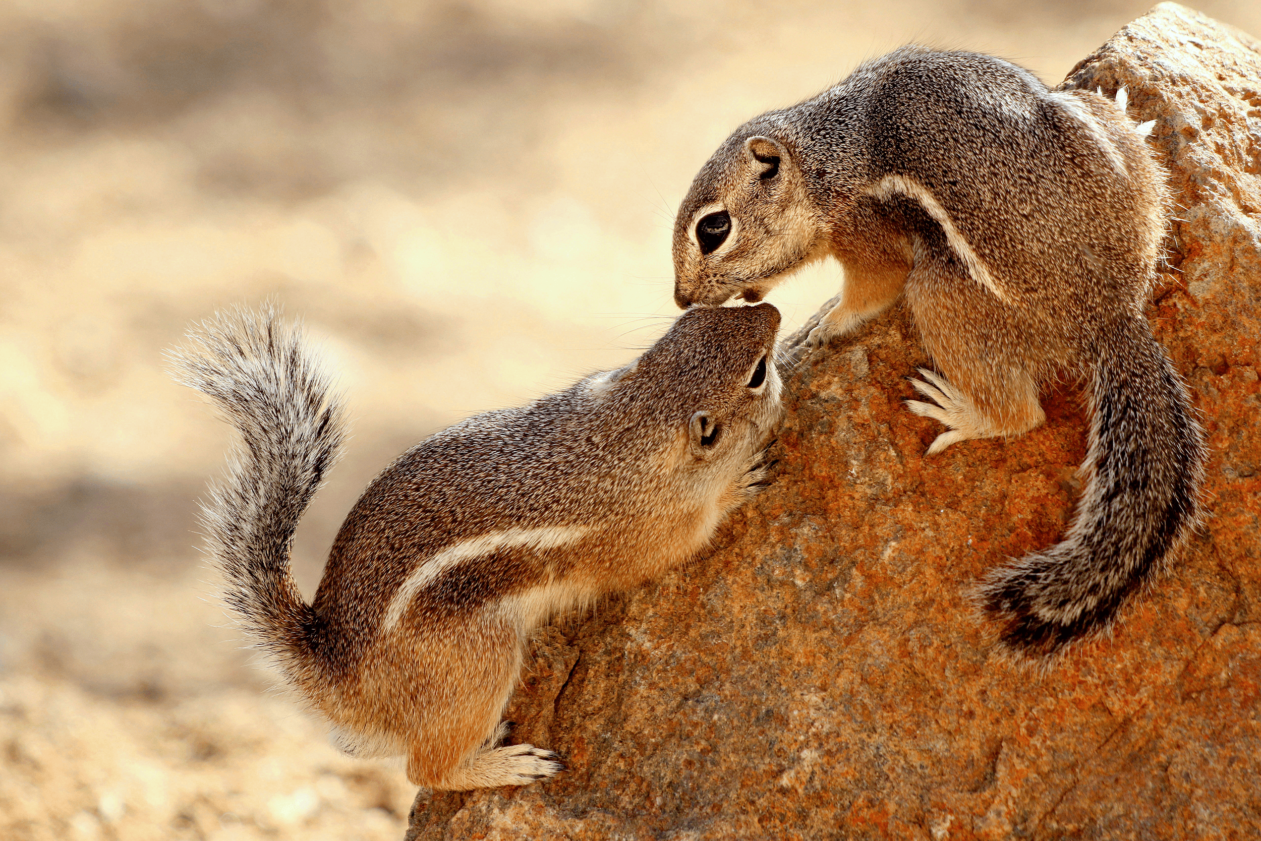Winning photo of chipmunks
