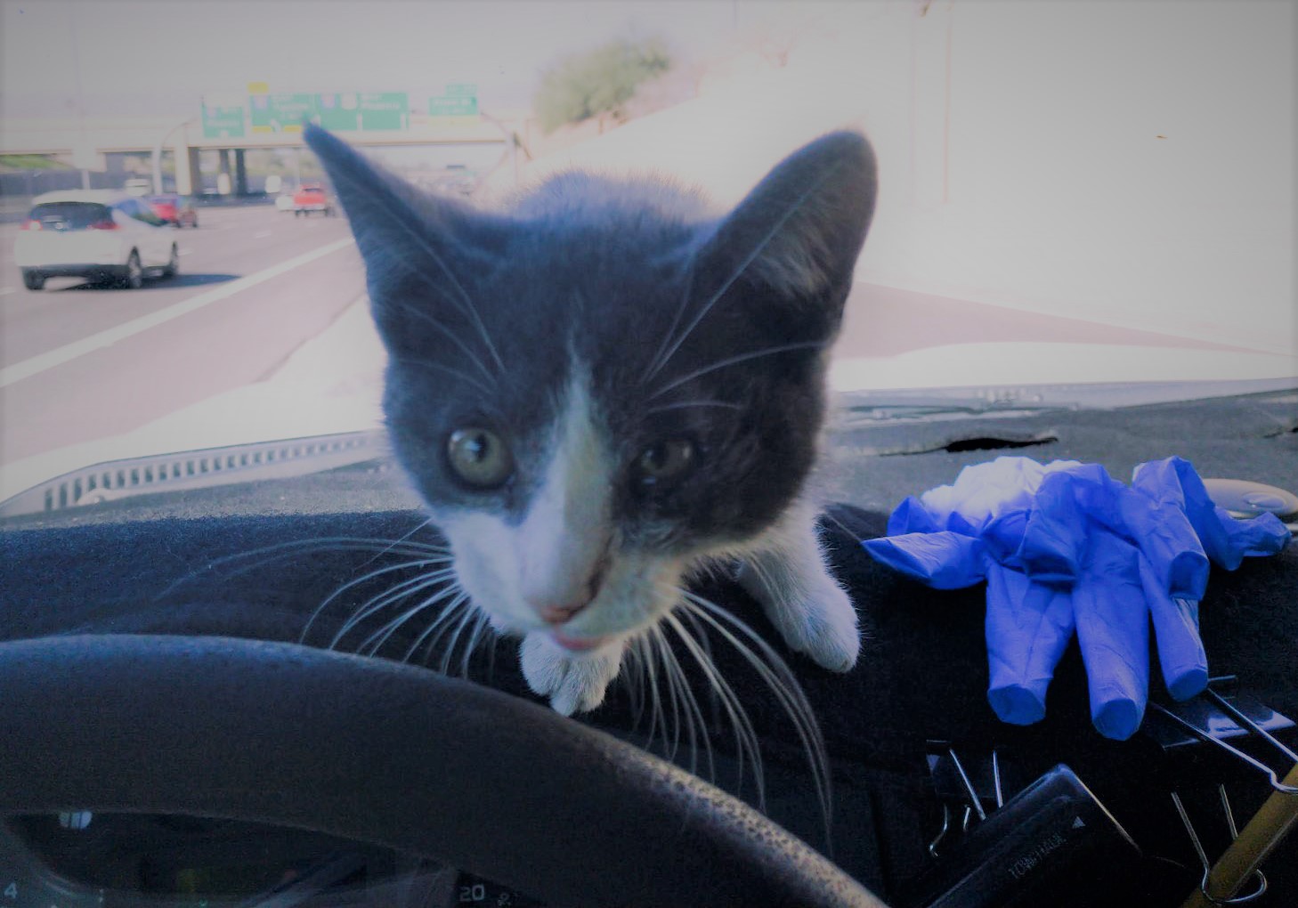 Rescued kitten on dashboard of ADOT truck