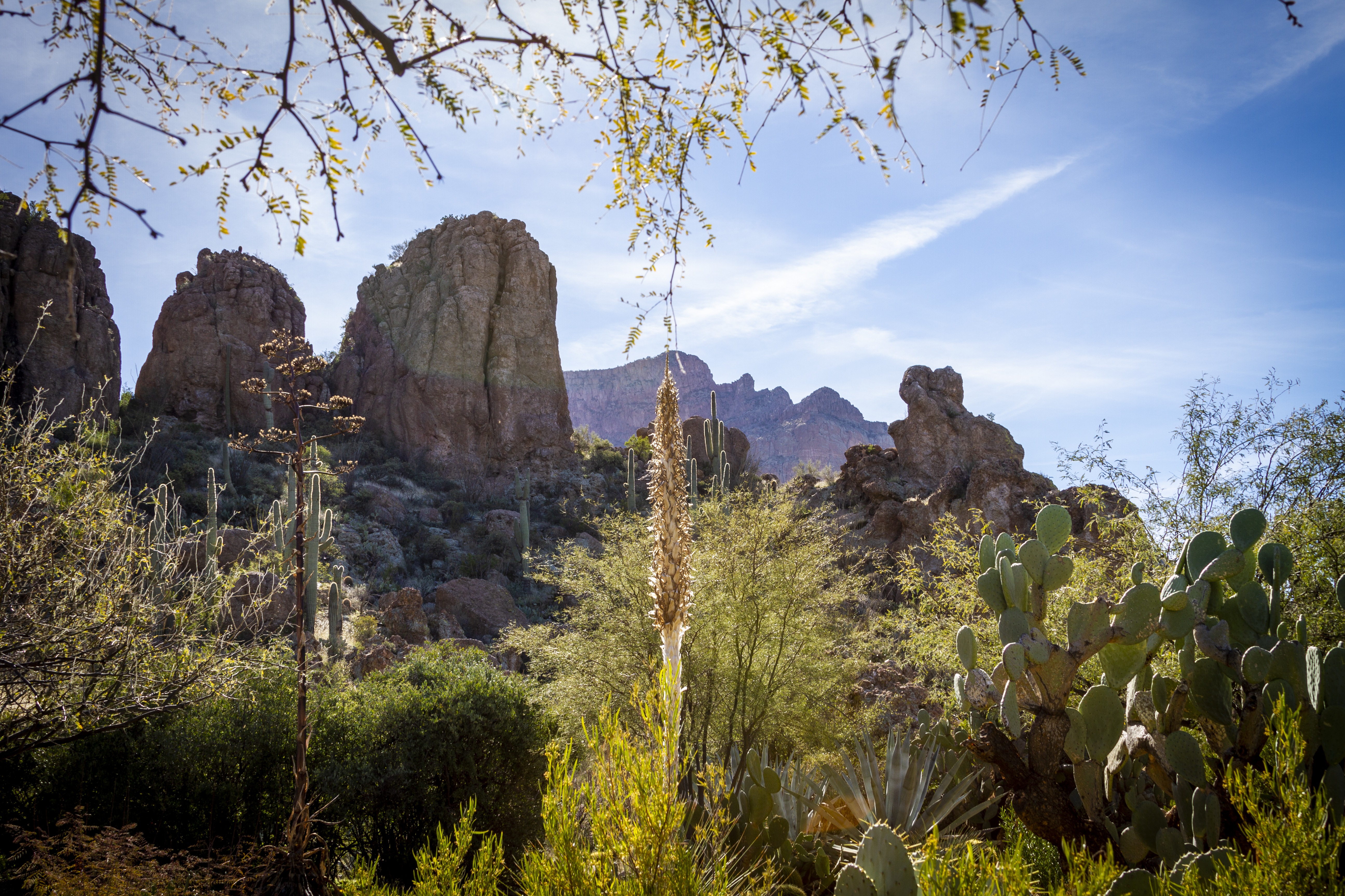 Boyce Thompson Arboretum State Park in Superior