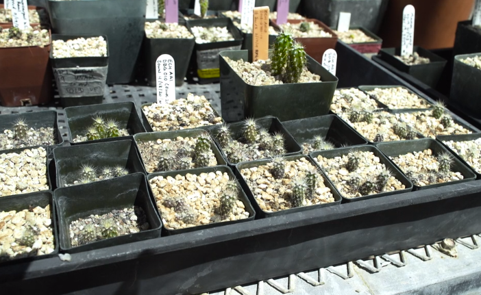 Small cactus seedlings growing in black plastic pots filled with gravel, arranged in a tray under sunlight.