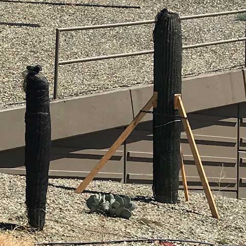 Cactus spears covered in black mesh and propped up