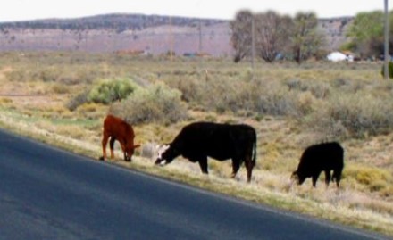 Cattle next to highway