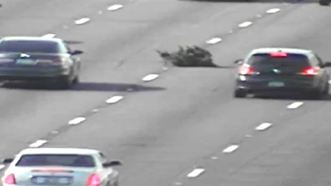 Christmas tree in the middle of the freeway with cars all around.