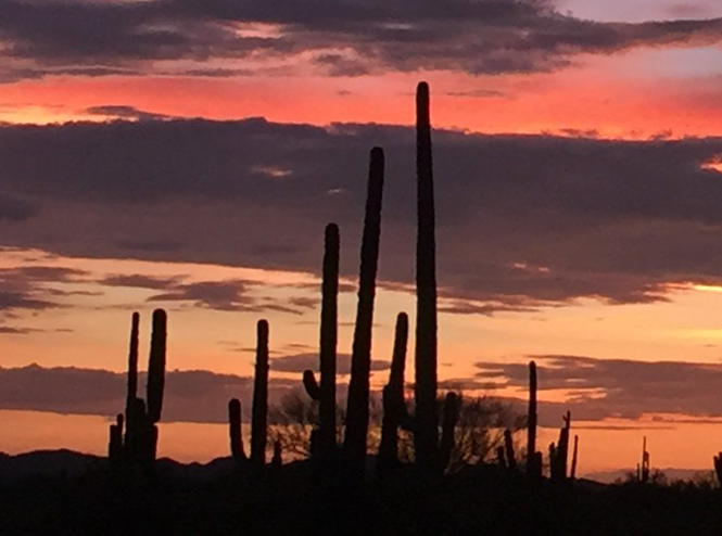 Saguaro cactuses sillhouetted against sunset