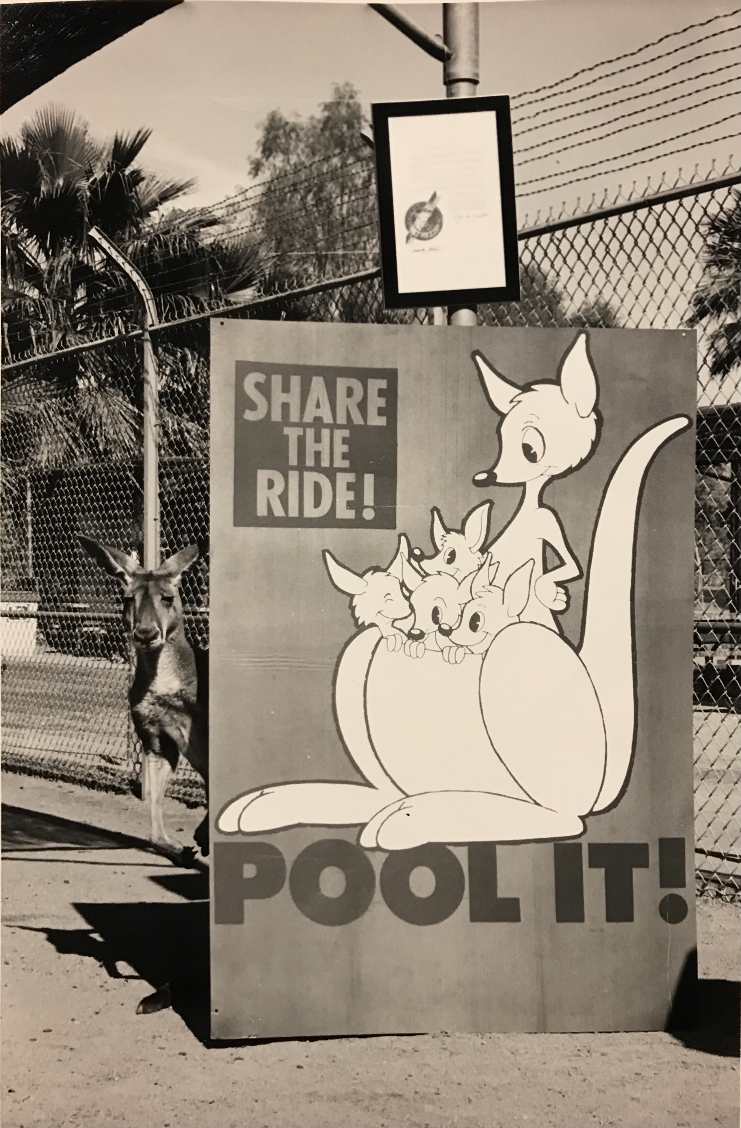 Black and white image of a live kangaroo standing next to a sign that says "share the ride! Pool it!" with a cartoon kangaroo with joeys in her pouch
