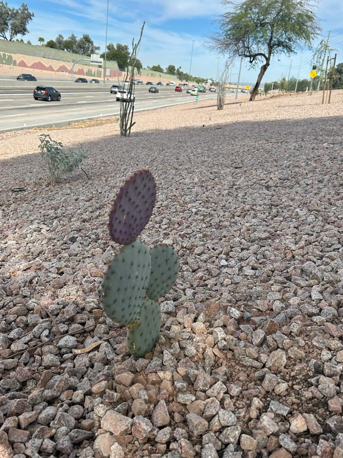 Young prickly pear cactus planted in gravel landscaping along Loop 101 with freeway traffic and sound walls in the background.