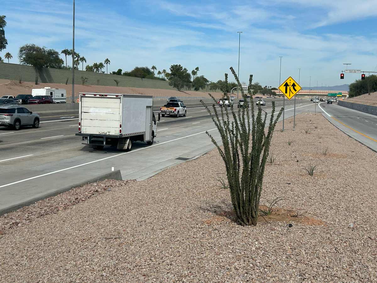 Newly planted ocotillo and desert landscaping in the Loop 101 median with traffic moving on both sides.