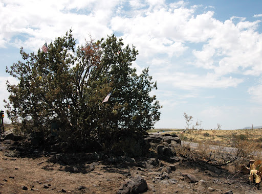 Image of mystery tree