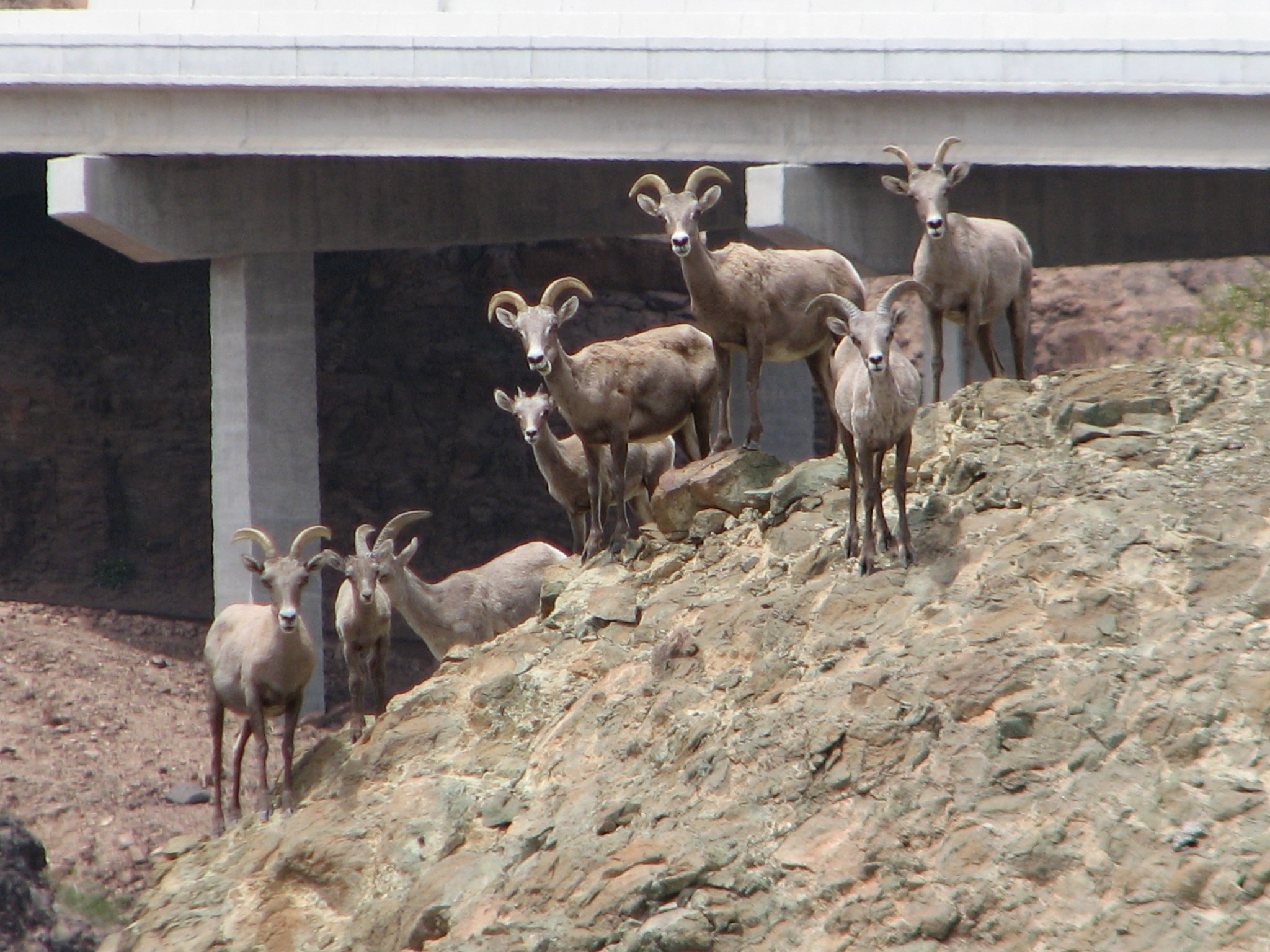 Herd of bighorn sheep in front of bridge underpass
