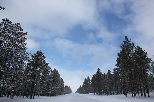 A snow-covered road runs through a forest of tall evergreen trees under a partly cloudy sky with patches of blue showing through.