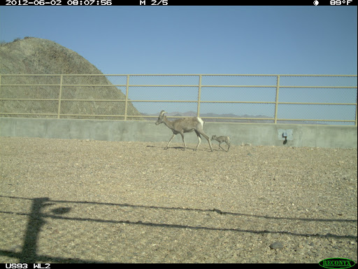 Rams cross US 93 wildlife crossing