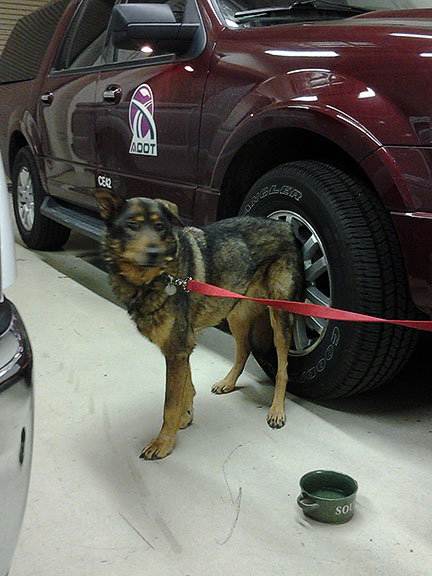A dog on a red leash stands near a maroon SUV with an ADOT logo, next to a green water bowl.