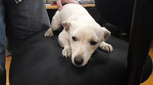 A small white dog lies on a black chair, looking up with a calm expression as a person gently pets its back.