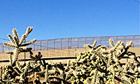 Staghorn cactus and fence