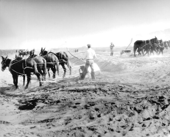 A man guides a team of six mules pulling a plow across a sandy field, with another team and workers visible in the background under a bright sky.