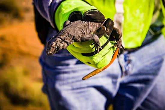 A person wearing a green glove and jeans holds a dark-colored lizard with an orange tail in their hand.