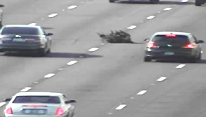 An evergreen tree lies in the middle lane of a multi-lane highway as cars drive around it.