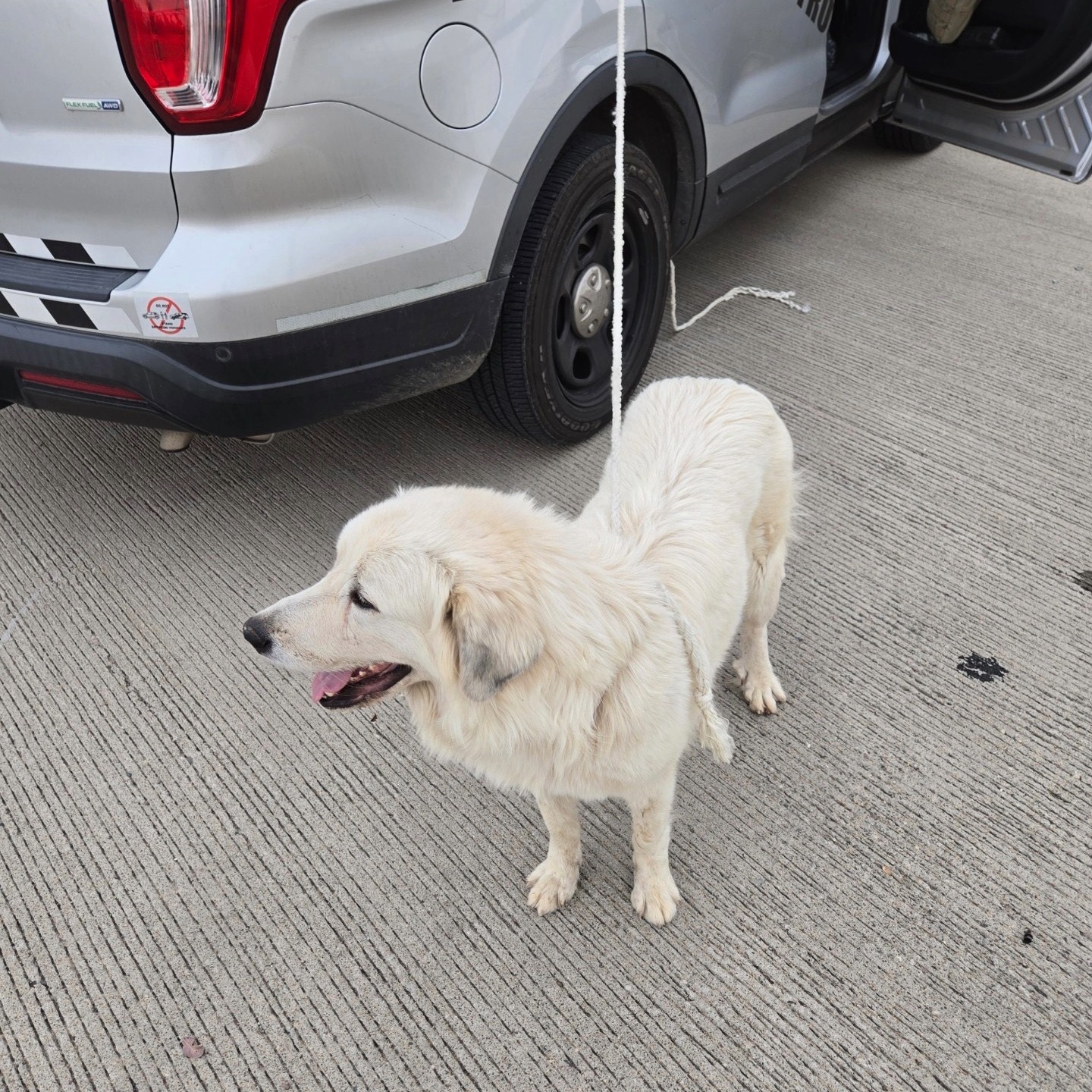 A dog stands alone next to a law enforcement patrol car.
