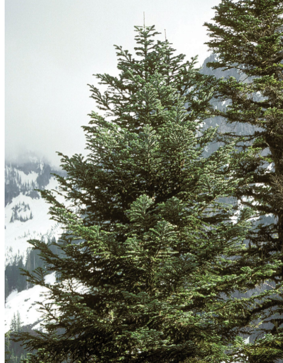 Pine tree and mountain with snow